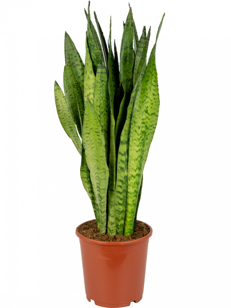 Sansevieria Zeylanica Bogenhanf 70cm Kaufen 123zimmerpflanzen