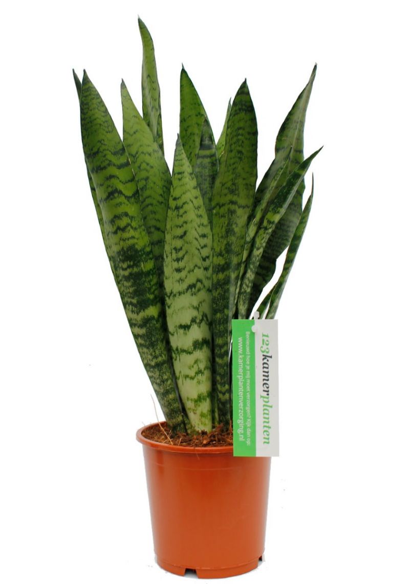 Sansevieria Zeylanica Bogenhanf 50cm Kaufen 123zimmerpflanzen