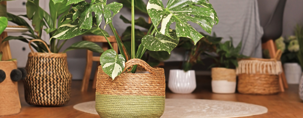 Übrige blumentöpfe Übrige blumentöpfe