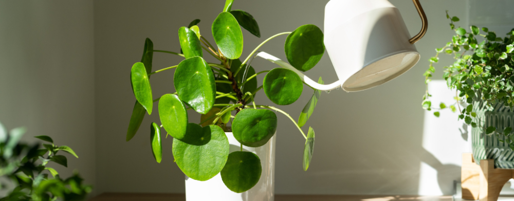 Vorteilsbox Zimmerpflanzen – Eine grüne Überraschung zum Spitzenpreis! Vorteilsbox Zimmerpflanzen – Eine grüne Überraschung zum Spitzenpreis!