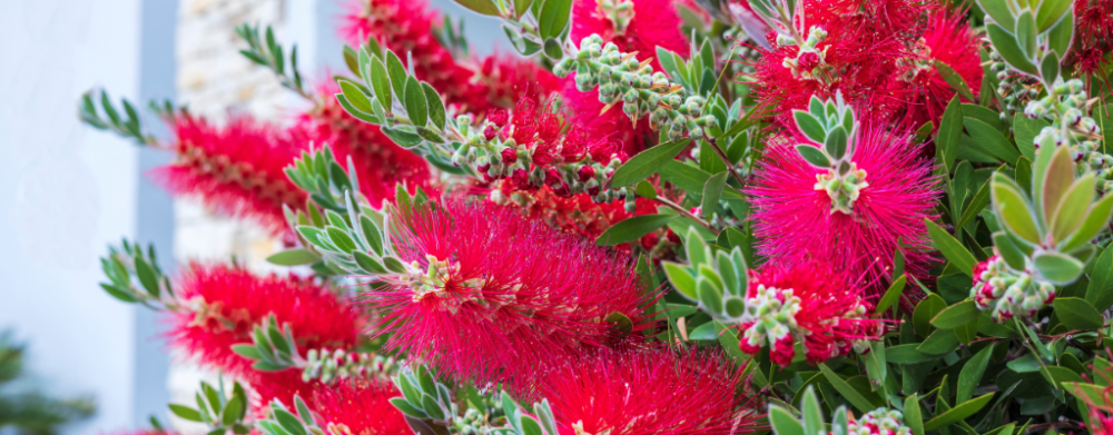 Bodendecker Bodendecker