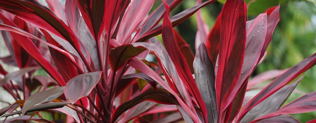 Cordyline 