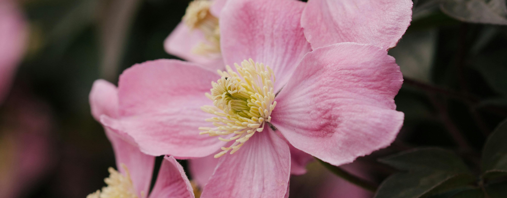 Rosa und rote Gartenpflanzen 