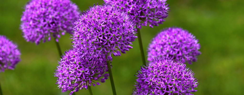 Violette und blaue Gartenpflanzen