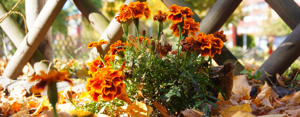 Stauden für den Herbst | Farbenfroher Garten im Herbst