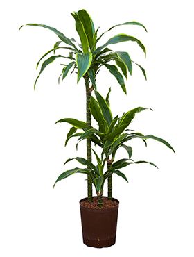 Dracaena arturo