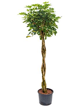 Schefflera gold capella