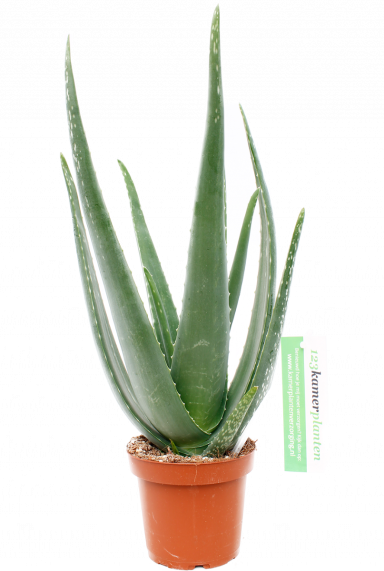 Aloe vera barbadensis | Wüstenlilie 45cm kaufen? - 123zimmerpflanzen