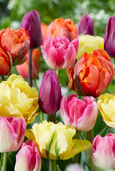 60 days of tulips sfeer