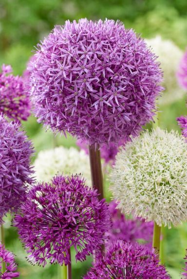 Allium Fantasia Mix