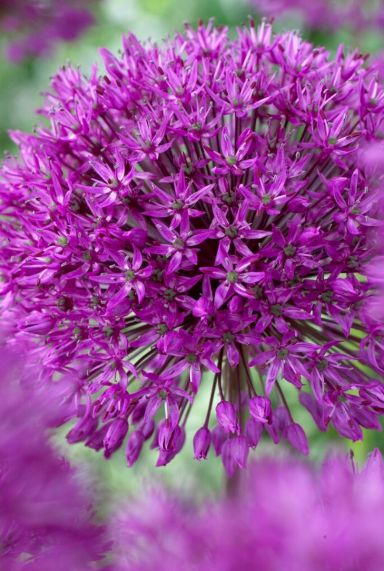 Allium purple sensation mix sfeer