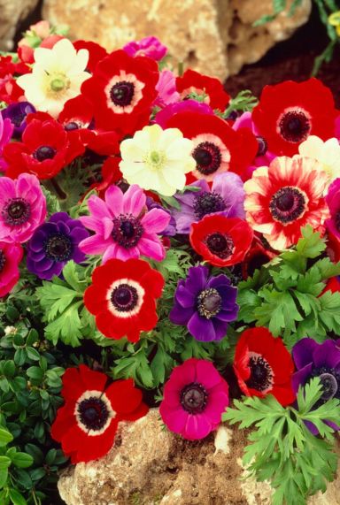 Anemone de cean mix sfeer