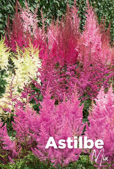 Astilbe mix blumenzwiebeln