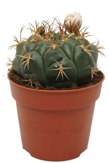 Kaktus-Gymnocalycium-Saglion-klein