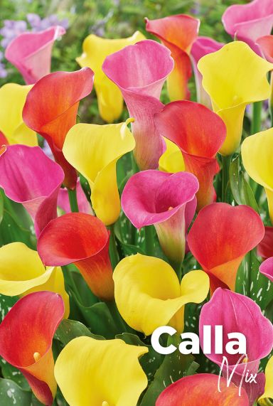 Calla mix blumenzwiebeln