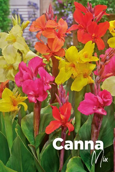 Canna mix blumenzwiebeln