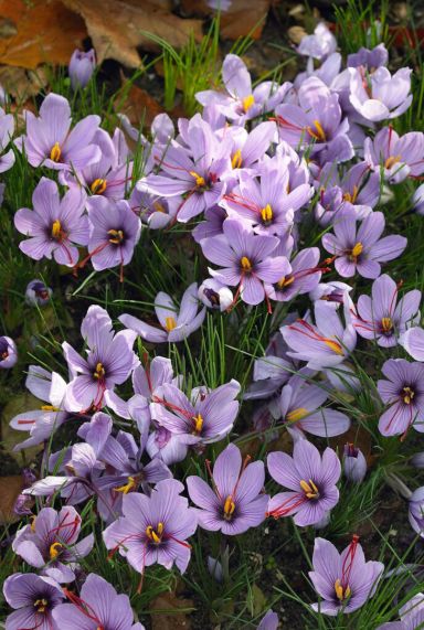 Crocus sativus sfeer