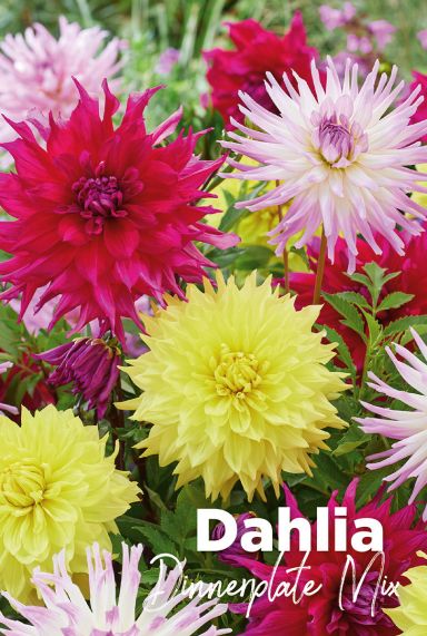 Dahlia mix blumenzwiebeln