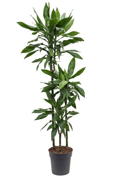 Dracaena (Drachenbaum) kaufen - 123zimmerpflanzen