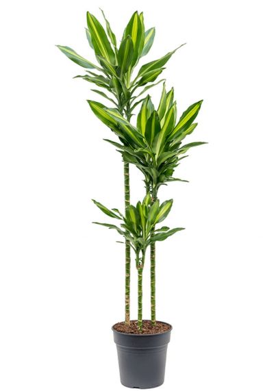 Dracaena Cintho | 123zimmerpflanzen kaufen? - 80cm Drachenbaum