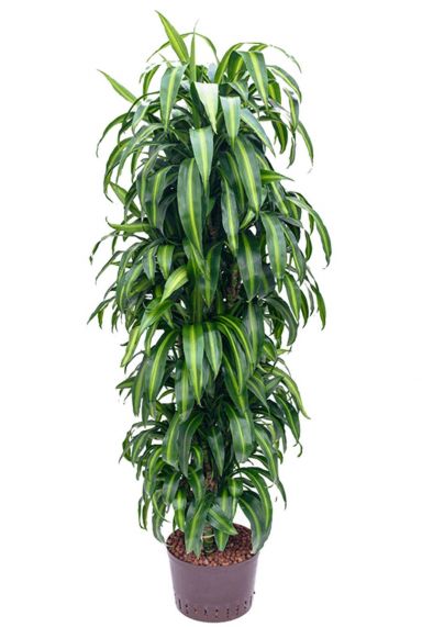 Dracaena hawaiian sunshine kamerplant