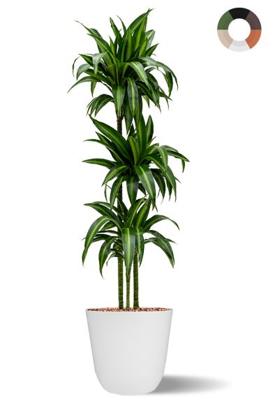 Dracaena hydroplant in bloempot