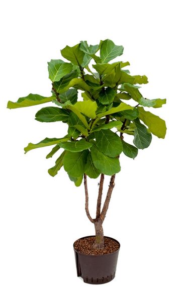 Ficus lyrata hydrocultuur