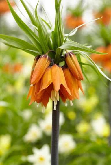 Fritillaria orange beauty sfeer