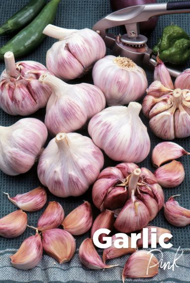 Garlic pink knoblauchzwiebeln