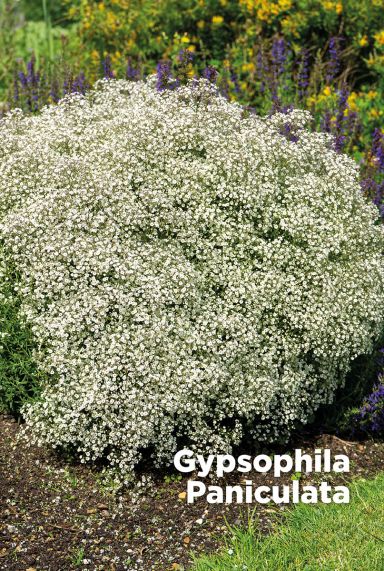 Gypsophila paniculata blumenzwiebeln