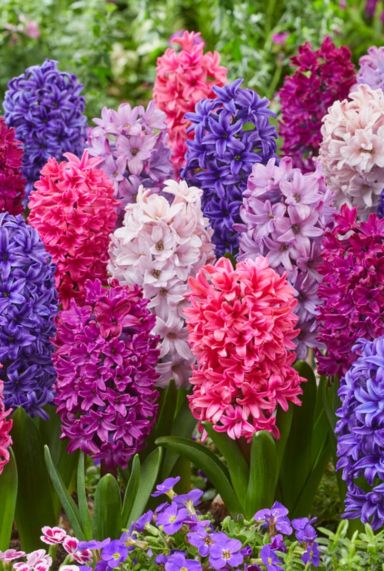 Hyacinthus mix sfeer