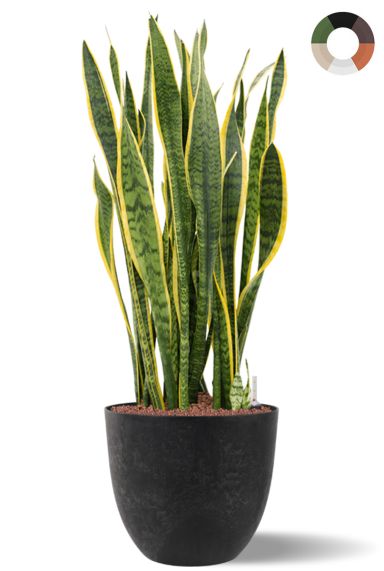 Hydro sansevieria in pot