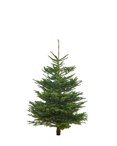 Echte Nordmann Kerstboom - 100cm