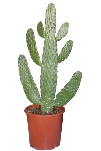 Homescapes Künstlicher Kaktus Opuntie im Keramik Topf in Holz-Optik, kleine  künstliche sukkulente Pflanze ca. 26 cm hoch, rustikale Dekoration für