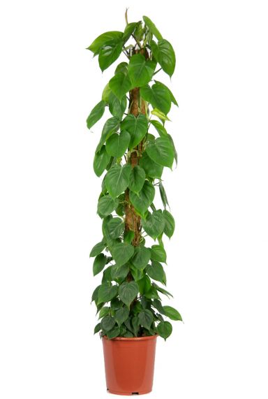 Philodendron scandens | Herzblättriger Philodendron 123zimmerpflanzen 80cm - kaufen