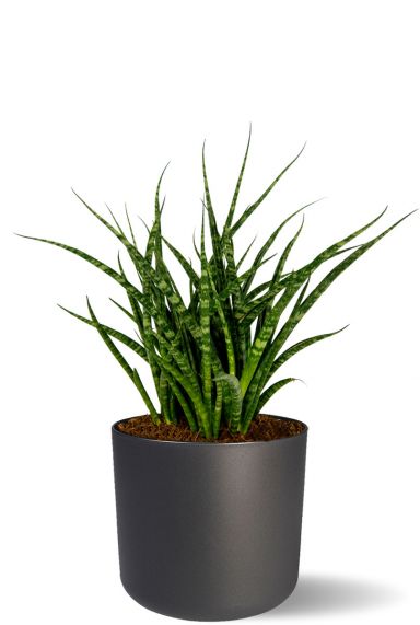 Sansevieria in antraciet b for soft