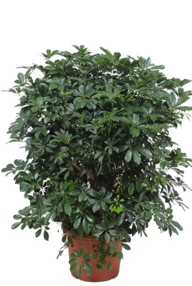 Schefflera Compacta vingersboom kamerplanten
