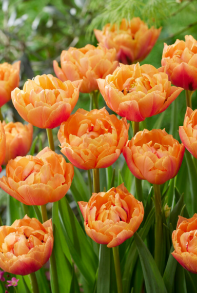 Tulipa double peach sfeer