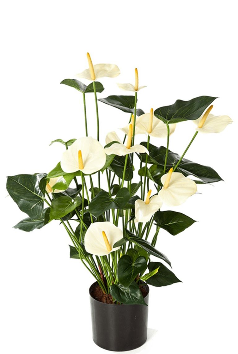 Anthurium Kunstpflanzen von 123zimmerpflanzen 78cm kaufen