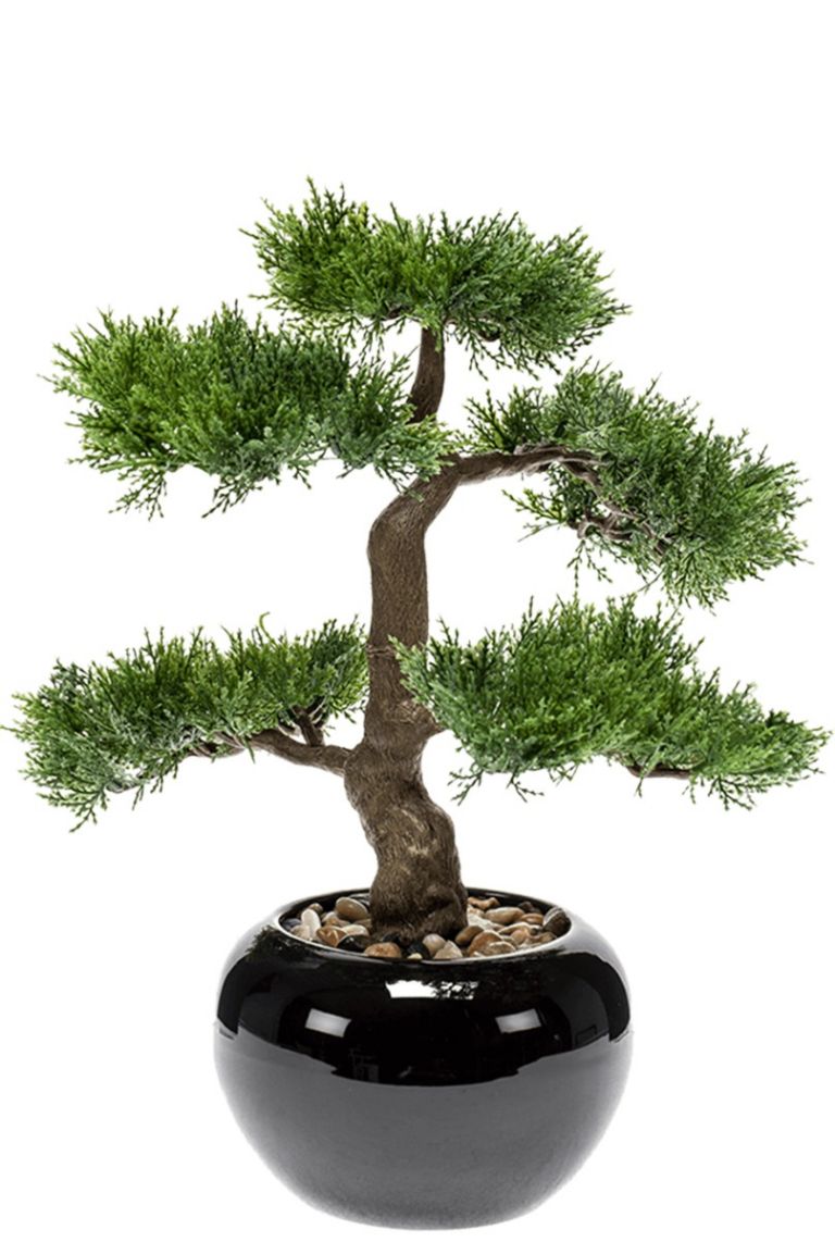 Bonsai Cedar 34cm 123zimmerpflanzen kaufen?- Kunstpflanzen von
