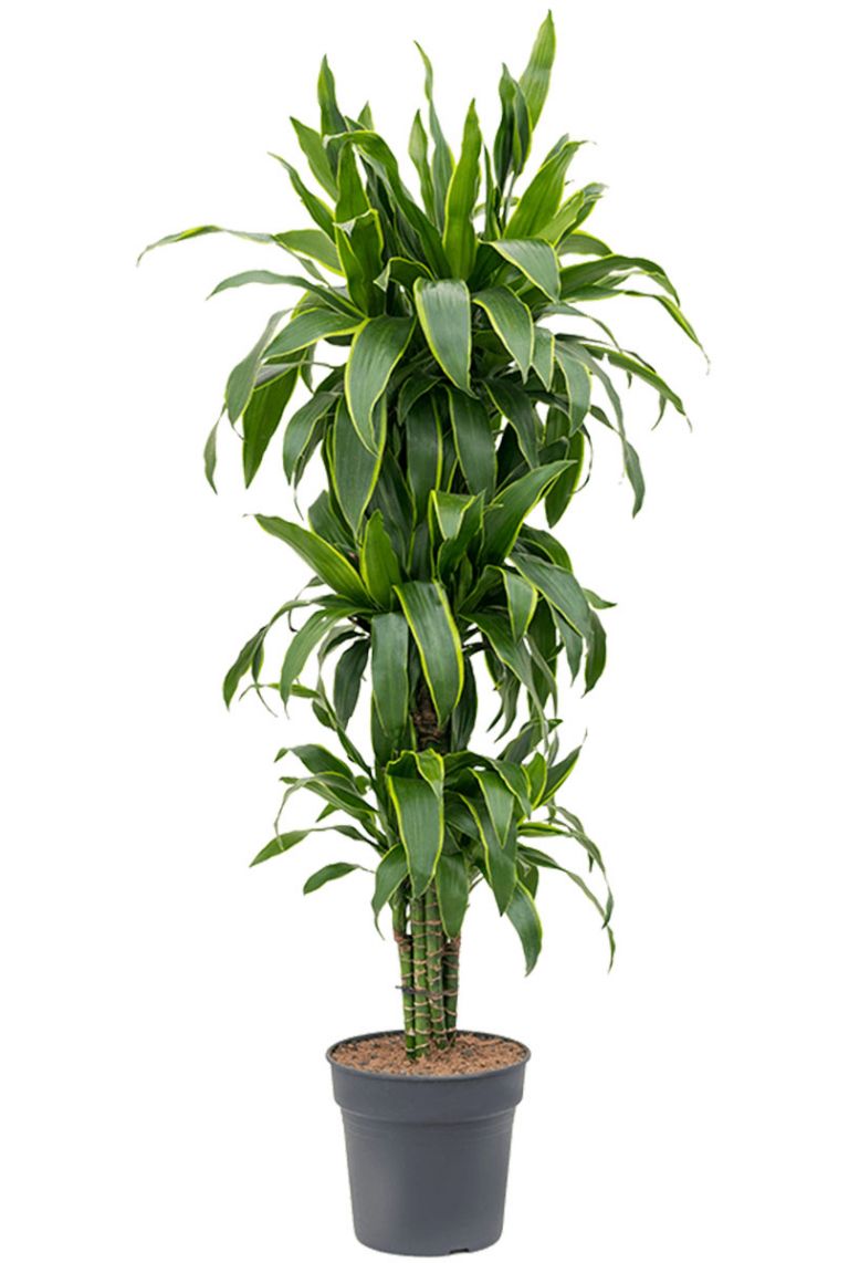 Dracaena arturo | Drachenbaum kaufen? - 150cm 123zimmerpflanzen