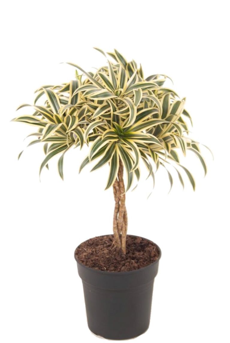 Dracaena Reflexa Song Of India Zimmerpflanze Von 50 Cm Kaufen 123zimmerpflanzen