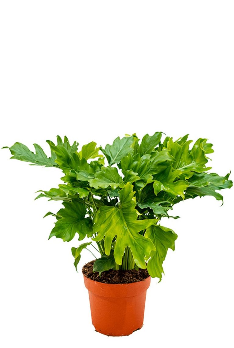 Philodendron Bipinnatifidum Little Hope Zimmerpflanze Von 65 Cm Kaufen 123zimmerpflanzen