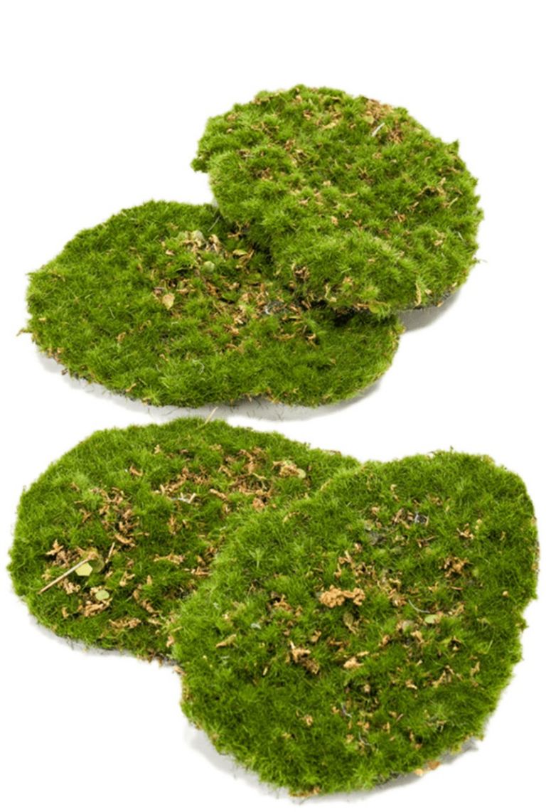 kaufen?- grün von Kunstpflanzen 123zimmerpflanzen 15cm Moos