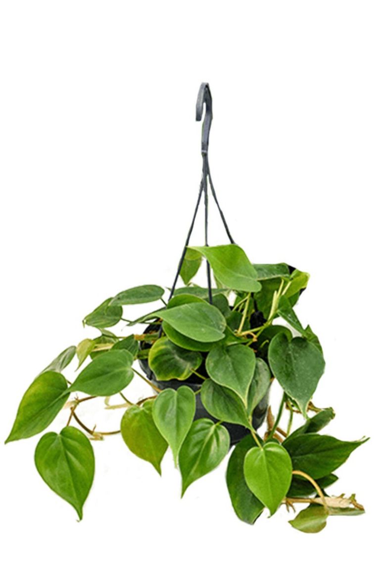 Philodendron scandens | Herzblättriger Philodendron 40cm kaufen? -  123zimmerpflanzen