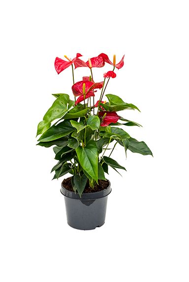 Anthurium Pflege - 123zimmerpflanzen