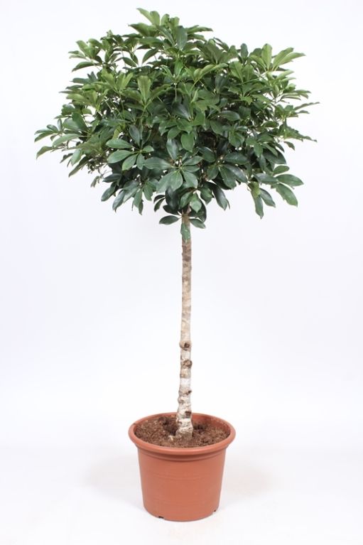 Schefflera Compacta