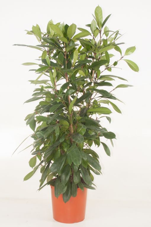 Ficus cyathistipula