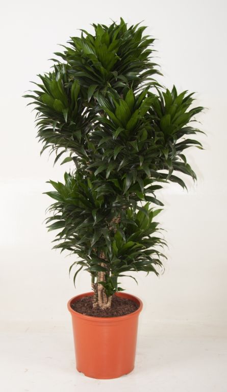 Dracaena Compacta