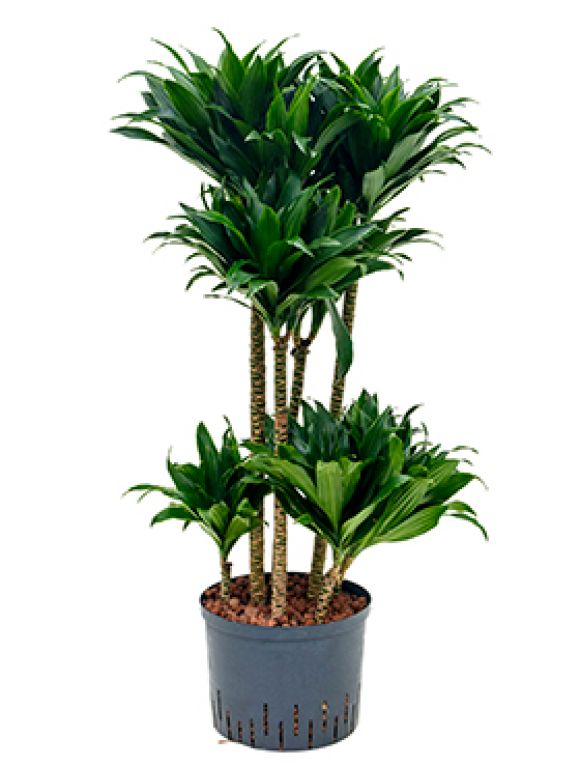 Dracaena compacta hydrokultur